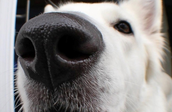 Λύση για τα τεστ στα αεροδρόμια οι σκύλοι: Μπορούν να ανιχνεύουν τον κορωνοϊό με 94% επιτυχία